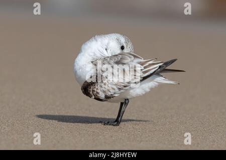 Sanderling, Calidris alba, piccolo avvallatore su ornitaglio di inverno, Norfolk, UK Foto Stock