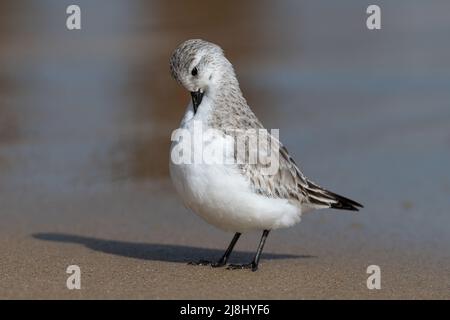 Sanderling, Calidris alba, piccolo avvallatore su ornitaglio di inverno, Norfolk, UK Foto Stock