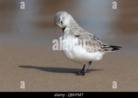 Sanderling, Calidris alba, piccolo avvallatore su ornitaglio di inverno, Norfolk, UK Foto Stock