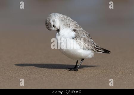 Sanderling, Calidris alba, piccolo avvallatore su ornitaglio di inverno, Norfolk, UK Foto Stock