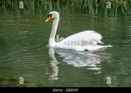Primo piano di un bel cigno bianco (Cygnus olor) che scivola maestosamente lungo un fiume a calcarsi Foto Stock