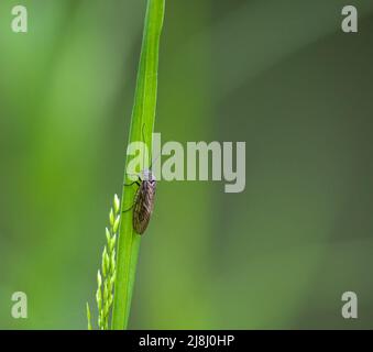 Primo piano di una Caddisfly (Trichoptera) che poggia su una foglia di canna verde chiaro del fiume Foto Stock
