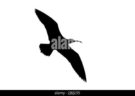 Silhouette di whimbrel eurasiatico (Numenius phaeopus) in volo con contorno bianco su sfondo per mostrare le ali, la testa e la coda Foto Stock