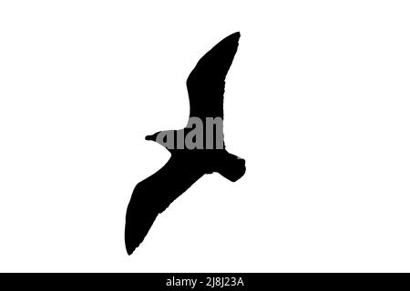 Silhouette di skua (Stercorarius skua) in volo con contorno bianco per mostrare le ali, la testa e la coda Foto Stock