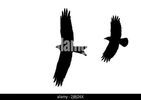 Silhouette di aquilone rosso (Milvus milvus) in volo mobbed da corvo comune, delineato su sfondo bianco per mostrare ali, testa e coda forme Foto Stock