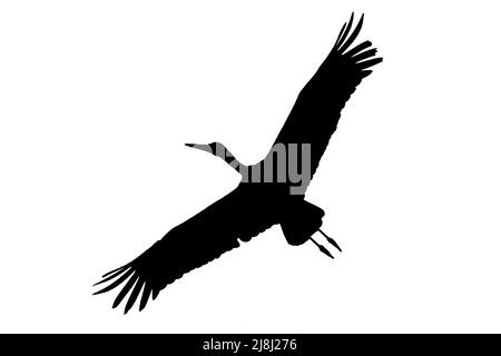 Silhouette di zittante cicogna bianca (Ciconia ciconia) in volo con contorno bianco su sfondo bianco per mostrare le ali, la testa e le forme della coda Foto Stock