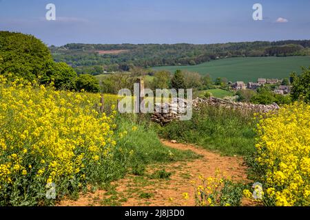 Lungo il sentiero della Winchcombe Way attraverso un campo di colza verso Snowshill Village, Cotswolds, Inghilterra Foto Stock