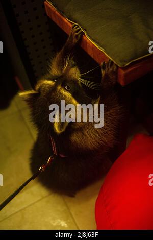 Altamente disciplinato e ambizioso animale domestico racoon Fyodor è ben noto nei quartieri centrali di Kiev e anche nei giorni della guerra il suo salto sulla sedia ispira Foto Stock