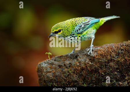 Tanagers macchiati, Tangara guttata, seduta sulla pietra marrone. Uccello tropicale nell'habitat naturale. Fauna selvatica in Costa Rica. Montagna gialla e verde b Foto Stock