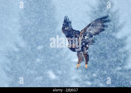 Inverno neve con aquila. Uccello di preda Aquila a coda bianca, albicilla Haliaeetus, volare con fiocco di neve, foresta scura sullo sfondo. Fauna selvatica scena da Foto Stock