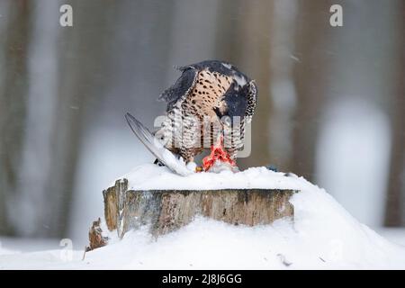 Peregrine Falcon, uccello di preda seduto sul tronco d'albero con ali aperte durante l'inverno con neve, Germania. Falcon Witch cattura colomba. Fauna selvatica scena tra Foto Stock