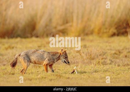 Golden Jackal, Canis aureus. Jackal con sole serale e osso animale, Sri Lanka, Asia. Bella scena di fauna selvatica da habitat naturale con bel sole Foto Stock