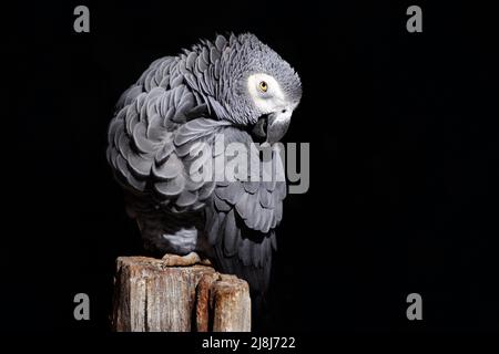 Pappagallo grigio africano, Psittacus erithacus, seduto sul ramo, Gabon, Africa. Fauna selvatica scena dalla natura. Pappagallo nella foresta tropicale verde con dar Foto Stock