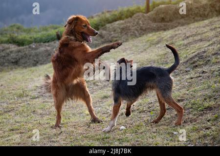 cane pastorello basco marrone che salta e pende il cucciolo nero di bodeguero sulla testa. giocando nel giardino a casa. Ritratto animale Foto Stock