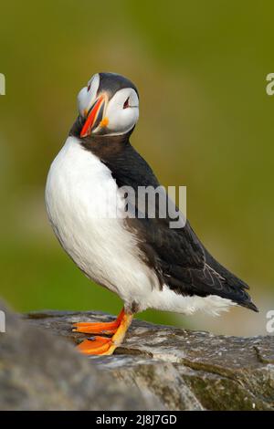 Puffin sulla roccia. Uccello di mare da Icelland. Uccello carino sulla scogliera di roccia. Atlantic Puffin, Fratercola artica, artico bianco e nero simpatico uccello con rosso Foto Stock