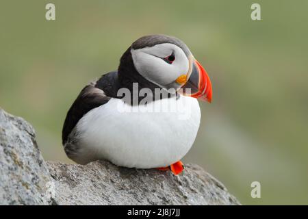 Atlantic Puffin, Fratercola artica, artico bianco e nero uccello carino con disegno di legge rosso seduta sulla roccia, habitat naturale, Islanda. Scena faunistica da na Foto Stock