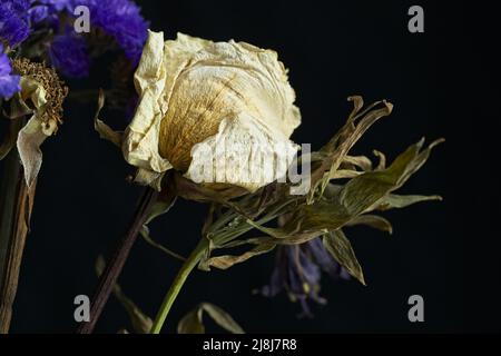 Un phoo di vita morta di una rosa secca e morente e un altro tipo di fiore morente. Foto Stock