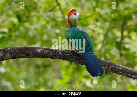 Turaco rosso-crestato, Tauraco erylophus, uccello verde raro con testa rossa, in habitat naturale. Turaco seduto sul ramo, Angola, Africa. BI Foto Stock