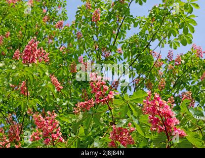 Castagno di cavallo a fiori rossi, Aesculus rubicunda, primo piano Foto Stock