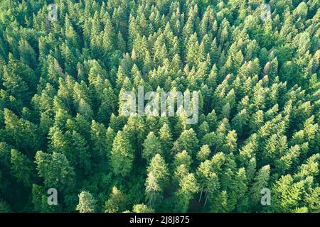 Vista aerea della pineta verde con abeti scuri. Paesaggio boschivo del nord dall'alto Foto Stock