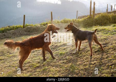 Due cuccioli, un pastore basco e un bodeguero nero, che si guardano l'un l'altro, retroilluminati all'alba. Mostrano felicità e gioia, complicità, famiglia Foto Stock