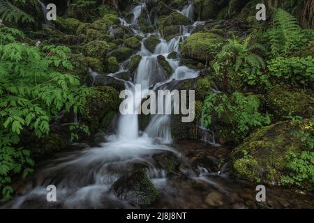 Cascata in lussureggiante paesaggio verde della foresta del Pacifico nord-occidentale Foto Stock