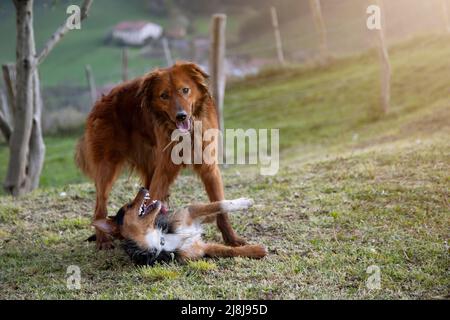 ritratto di due cuccioli che suonano in giardino, sorridendo. Il pastore basco fissando la macchina fotografica mentre adora il nero bodeguero. Famiglia. Adottare. cop Foto Stock