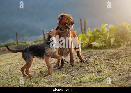 due giovani cani che giocano in giardino a casa, un bodeguero e un pastore basco, un cane di pecora, con un sorriso sul volto che mostra felicità. Immagine orizzontale Foto Stock