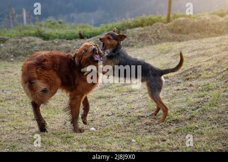 due cuccioli che giocano in giardino a casa. nero bodeguero e pastore basco marrone pastore pastore. entrambi sorridenti con volti divertenti. felicità e gioia. portr Foto Stock