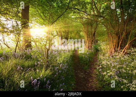 Splendida alba in boschi di campanari con sentiero diviso che conduce attraverso gli alberi. Scena forestale naturale con luce solare all'alba Foto Stock