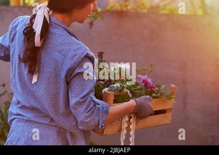 Donna giardiniere tiene scatola di legno con vasi di fiori. Giardinaggio domestico. Piccola impresa. Botanica, abbigliamento casual, femmina, negozio di fiori, freelance, giardinaggio Foto Stock
