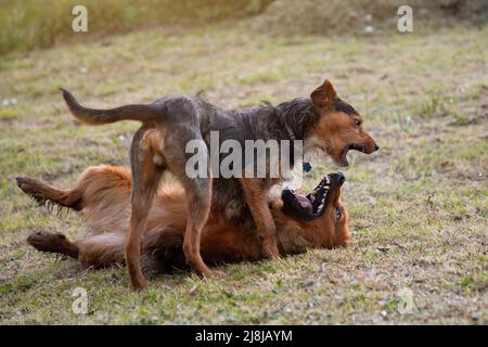 cane nero bodeguero che gioca con pastore basco cane, uno sopra l'altro in giochi dominanza. felicità . cortile. Foto Stock