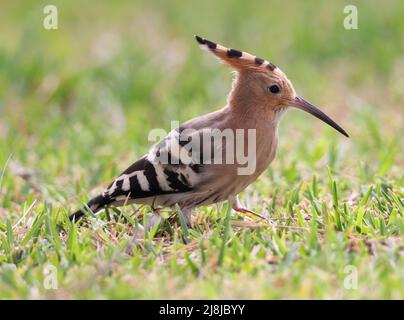 Il bellissimo Hoopoe che si nutrono in un parco di Alcudia Majorca Foto Stock