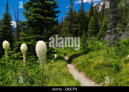Recare l'erba lungo un sentiero nel Parco Nazionale di Glacier, Montana, USA Foto Stock