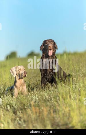 Cani a caccia. Cani da caccia nel prato. Weimaraner e Brown Flat Retriever su un prato. Giornata di primavera soleggiata per la caccia Foto Stock