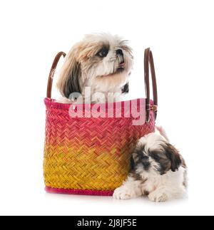 Cucciolo Shih Tzu e adulto di fronte a sfondo bianco Foto Stock
