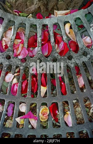 I petali di fiori sparsero intorno ai piedi di un albero nella piazza sopra la punta occidentale di île Saint-Louis, a 47–49 quai de Bourbon. Foto Stock