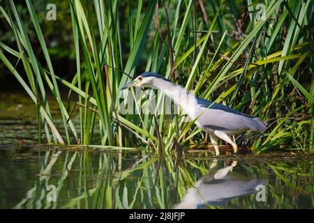 Bird pesca nel lago Foto Stock