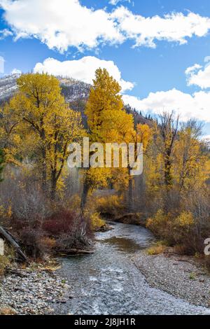 Gli alberi di Cottonwood in colore giallo brillante dell'autunno crescono lungo un piccolo ruscello nella Sun Valley, Idaho, USA, una popolare destinazione turistica. Foto Stock