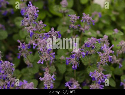 Varietà di menta felina con fiori blu 2 Foto Stock