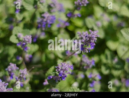 Varietà di menta felina con fiori blu Foto Stock