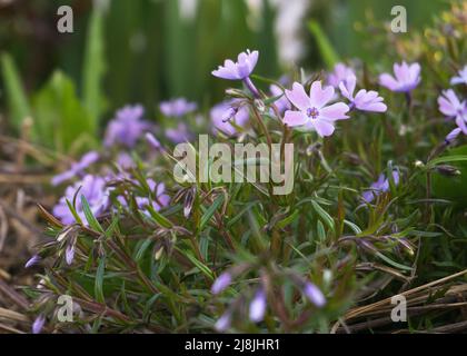 fiori di flox viola nel giardino di primavera Foto Stock