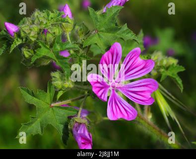 Fiori di mallow comune che crescono in natura - Malva sylvestris. Primavera - Sintra, Portogallo. Terapie naturali. Foto Stock