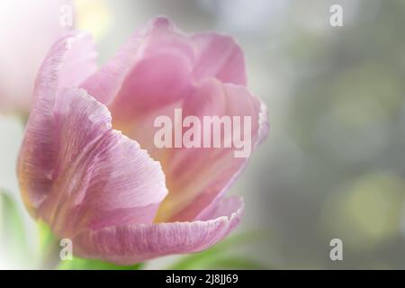 foto macro di un germoglio di tulipano su uno sfondo colorato sfocato Foto Stock