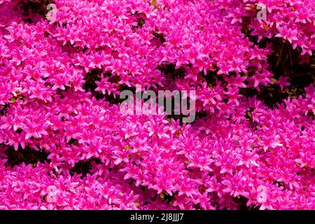 rhododendron hatsugiri un azalea argenteo, compatto, sempreverde Foto Stock