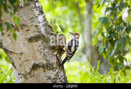 Picchio maschio maggiore, Dendrocopos Major, su un albero di betulla argentata nel bosco britannico