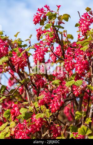 Ribes sanguineum, il ribes fiorito, il ribes rosso, il ribes rosso fiorito o il ribes rosso Foto Stock