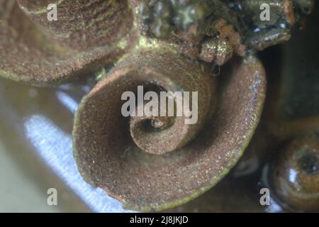 elemento decorativo, parte auto, sistema di ruote automobilistiche, cerchio, primo piano, erba, macro fotografia, metallo, umidità, modello, stelo di pianta, spirale, terr Foto Stock