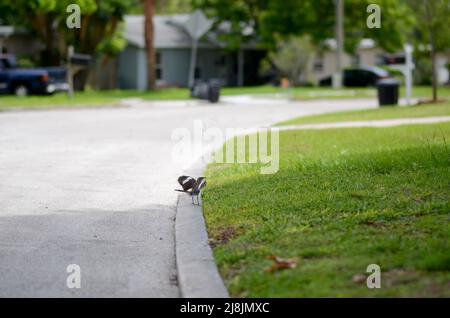 Florida Mockingbird Bird con Wings allungato, ambiente residenziale di quartiere. Un uccello, nessuna gente, giorno, all'aperto Foto Stock