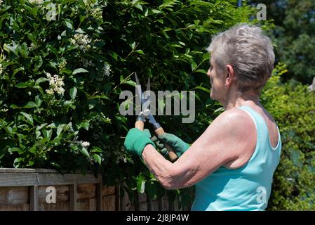 Hampshire Inghilterra Regno Unito. 2022. Donna che usa piccole cesoie per tagliare una siepe privet giardino. Foto Stock